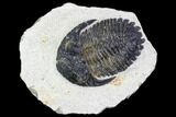 Bargain, Hollardops Trilobite - Visible Eye Facets #105990-2